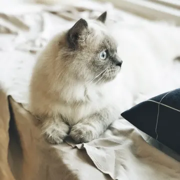 A light gray cat sitting on a window ledge looking outside